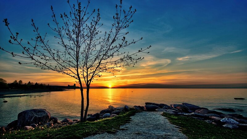 Silhouette Tree at Sunset — Blue