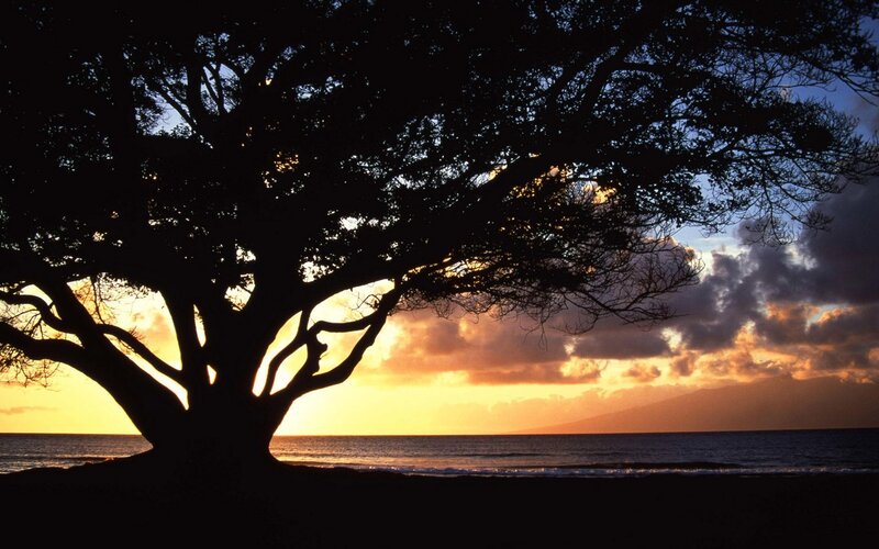 Silhouette tree at sunset by the ocean