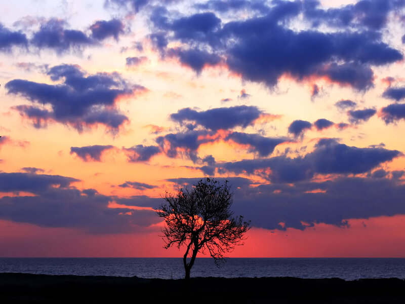 Silhouette tree at sunset by the sea