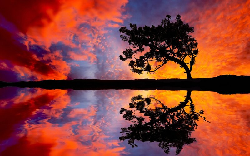 Silhouette Tree at Sunset — Orange, Dramatic, Photograph, Sky, Clouds
