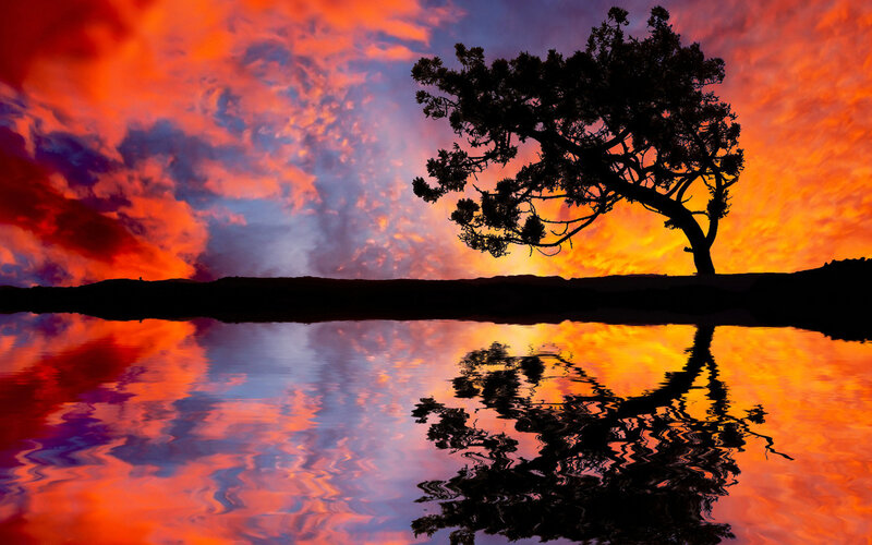 Silhouette Tree at Sunset — Orange, Dramatic, Photograph