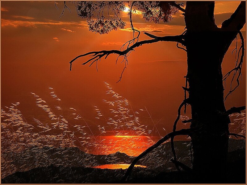 Silhouette Tree at Sunset — Orange, Dramatic