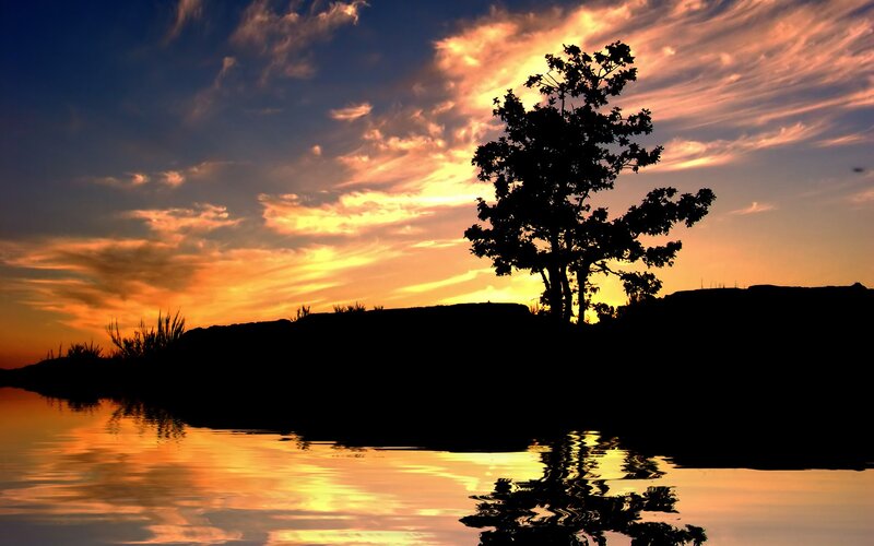 Silhouette Tree at Sunset — Orange, Serene, Photograph, Sky