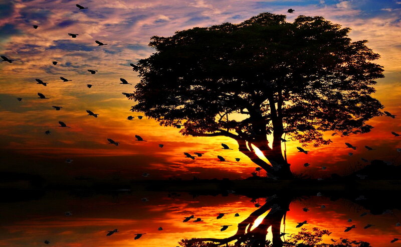 Silhouette Tree at Sunset — Orange, Serene, Photograph