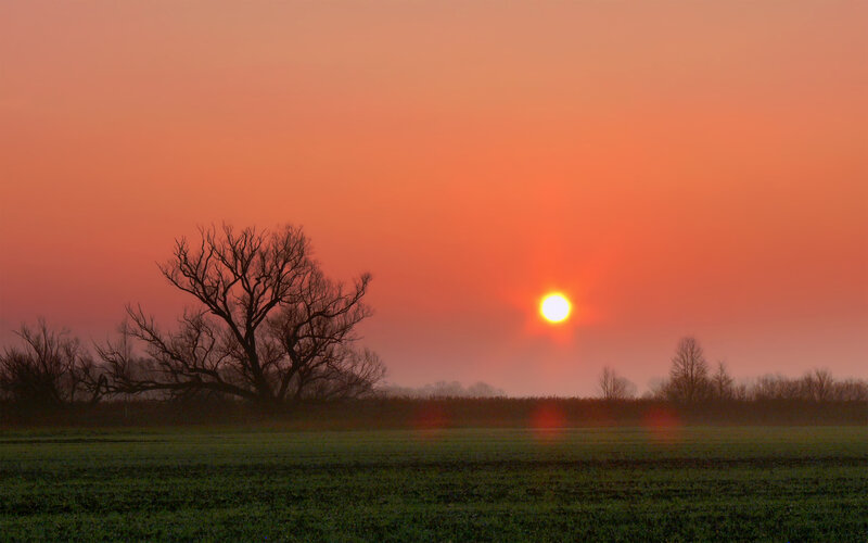 Silhouette Tree at Sunset — Orange, Serene