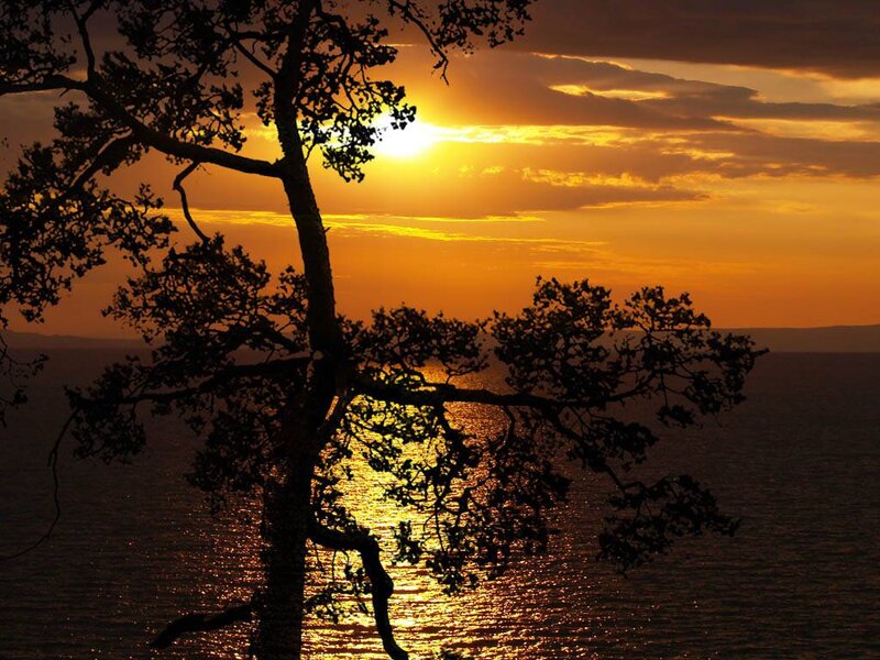 Silhouette Tree at Sunset — Orange