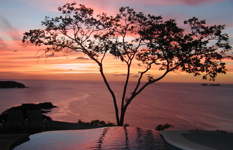 Silhouette Tree at Sunset — Pink