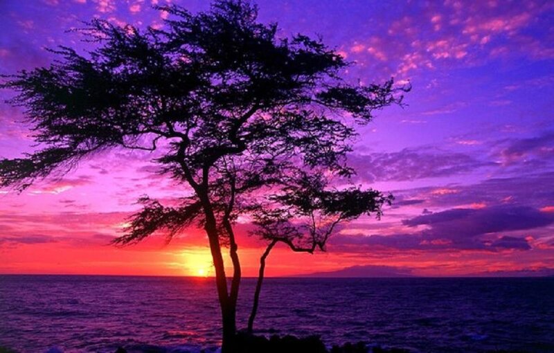 Silhouette Tree at Sunset — Purple, Dramatic