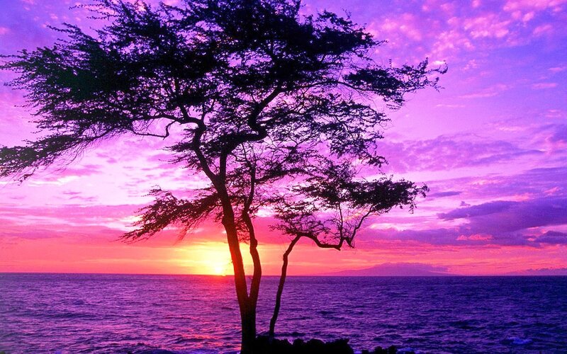 Silhouette Tree at Sunset — Purple, Serene, Photograph, Ocean