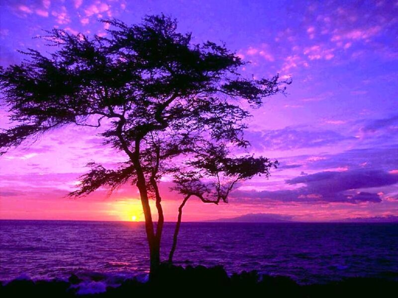 Silhouette Tree at Sunset — Purple, Serene