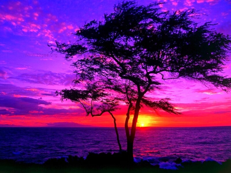 Silhouette Tree at Sunset — Purple