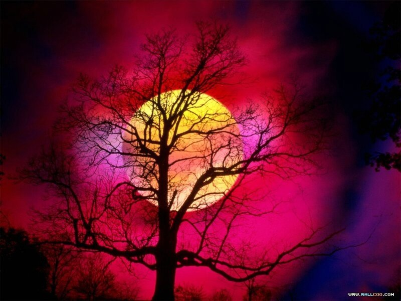 Silhouette Tree at Sunset — Red, Dramatic, Digital Art, Sun, Sky, Purple