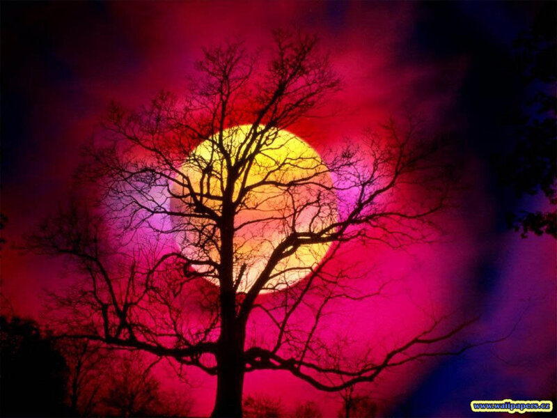 Silhouette Tree at Sunset — Red, Dramatic, Digital Art, Sun, Sky