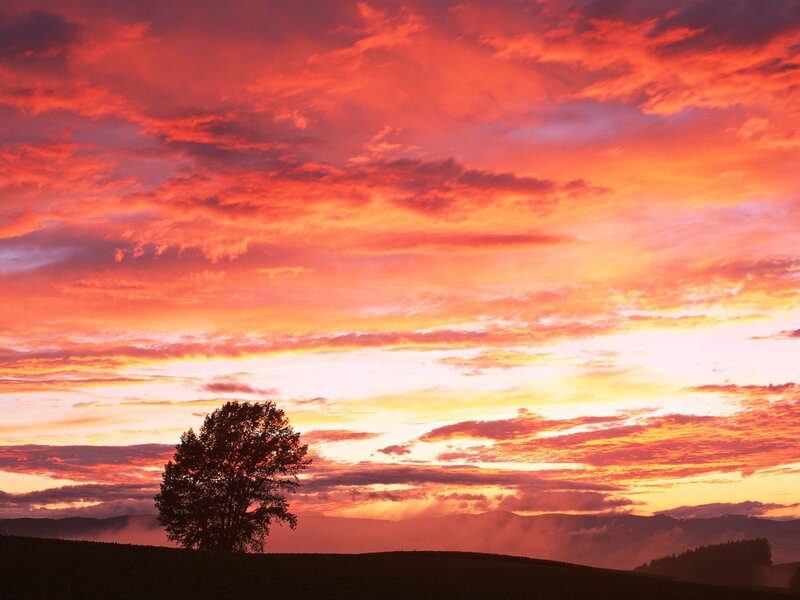 Silhouette Tree at Sunset — Red, Dramatic, Photograph, Clouds