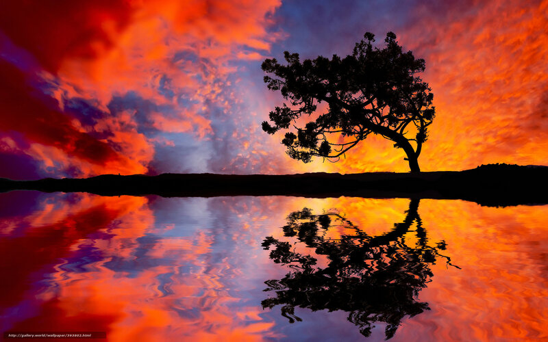 Silhouette Tree at Sunset — Red, Dramatic, Photograph, Sky