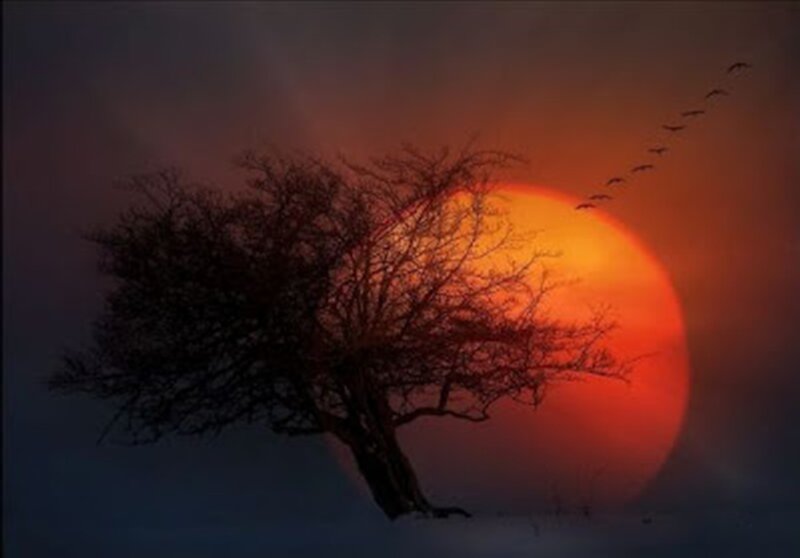 Silhouette Tree at Sunset — Red, Dramatic, Photograph