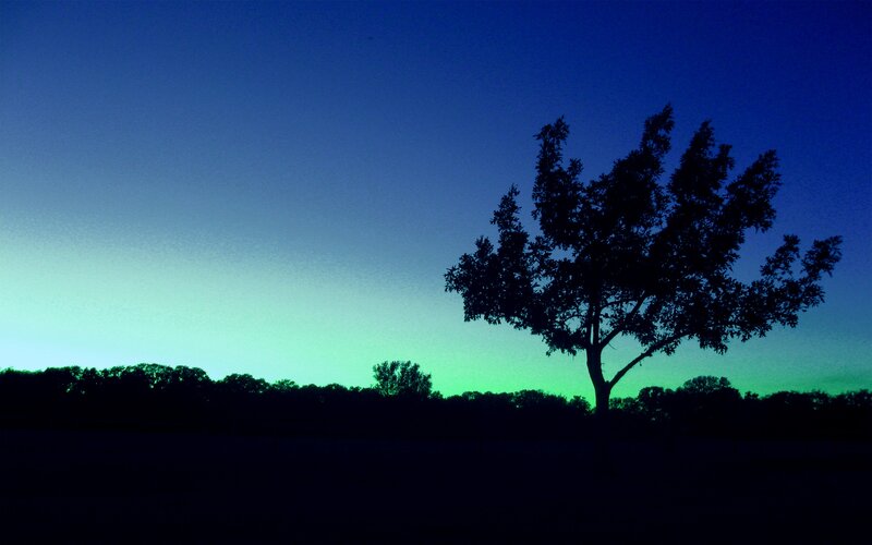 silhouette tree at twilight