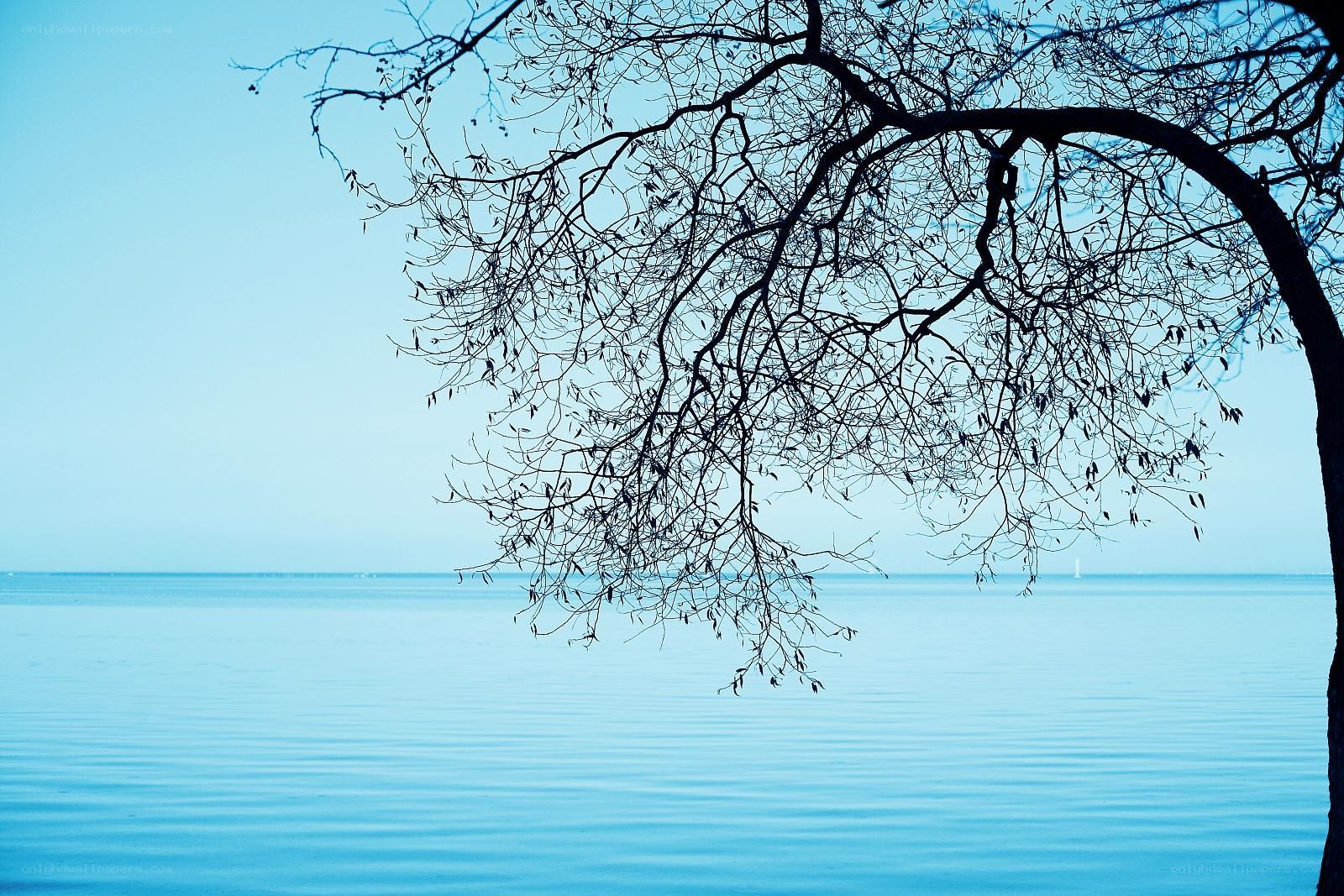Silhouette tree by calm water