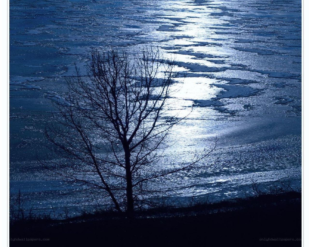 Silhouette tree by icy river
