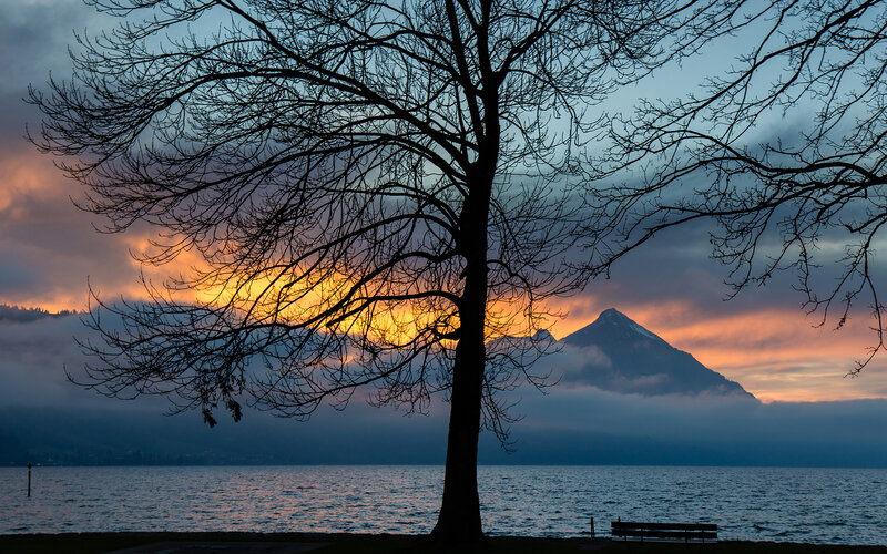 Silhouette Tree by Lake — Blue