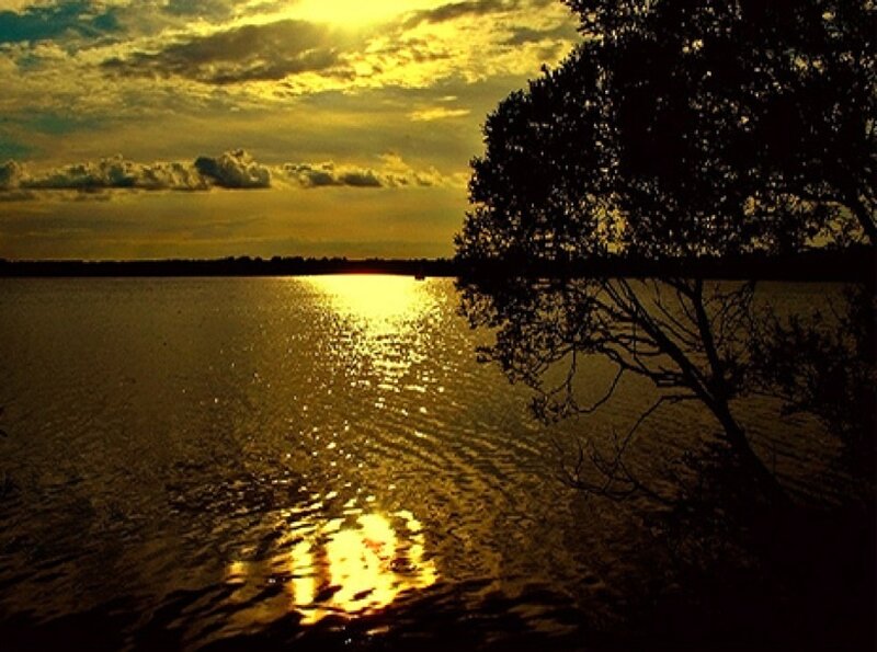 Silhouette Tree by Lake — Gold, Serene