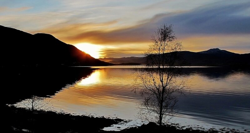 Silhouette Tree by Lake — Gold