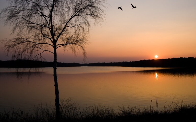 Silhouette Tree by Lake — Orange, Serene