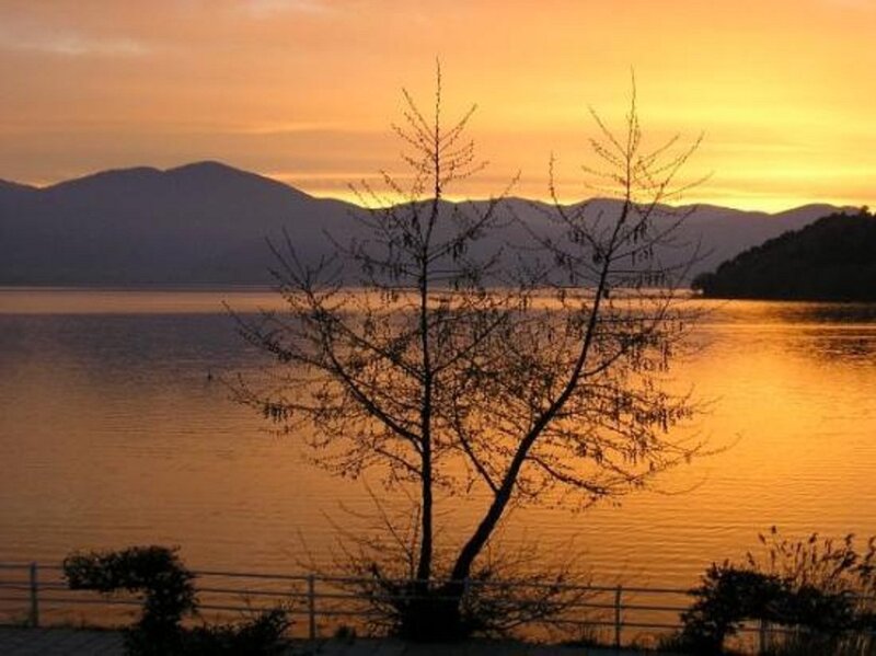 Silhouette Tree by Lake — Orange