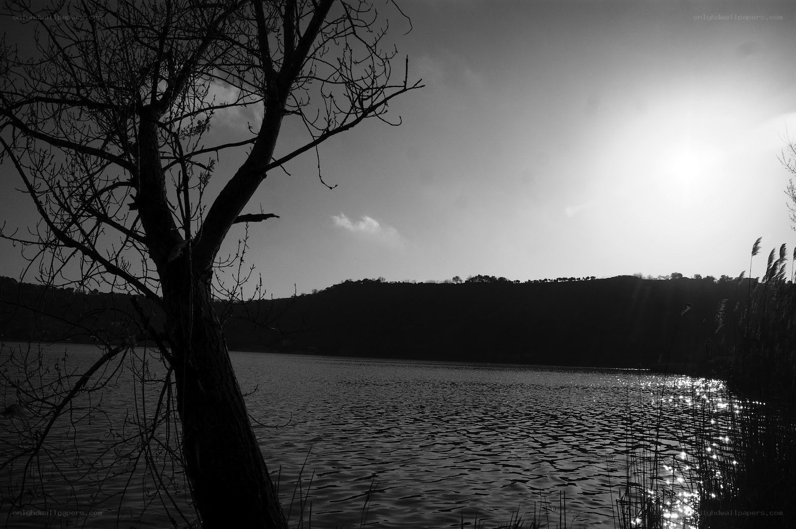 Silhouette tree by lake