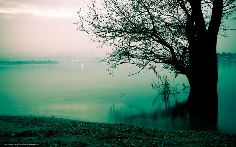 Silhouette tree by misty lake