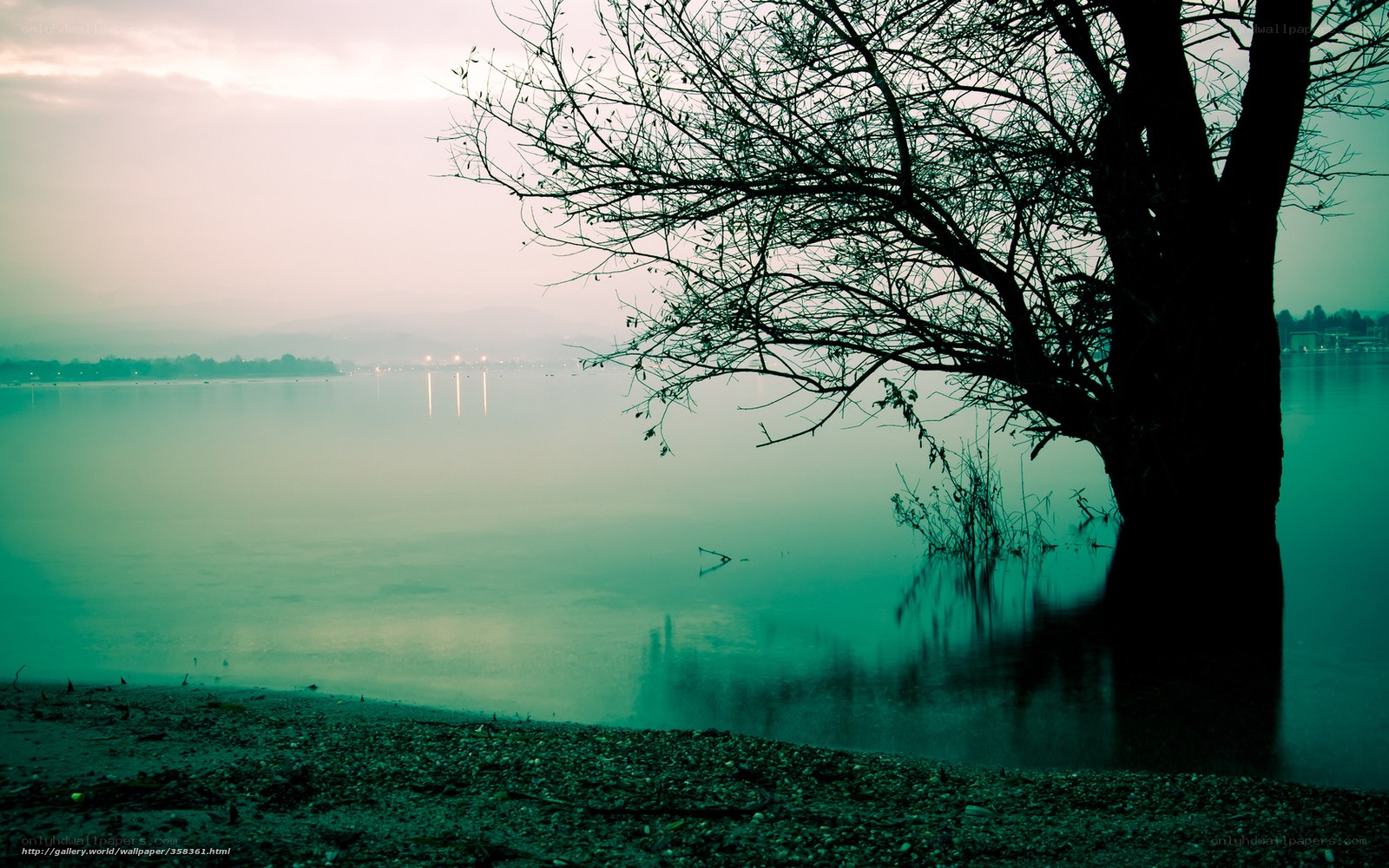 Silhouette tree by misty lake