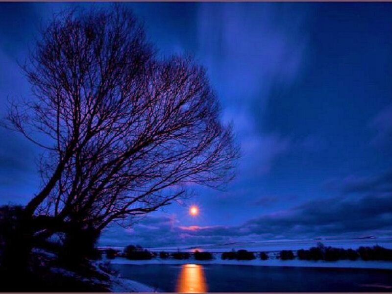 Silhouette Tree by River