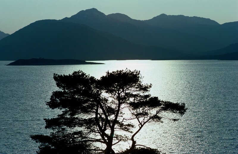 Silhouette tree by the lake