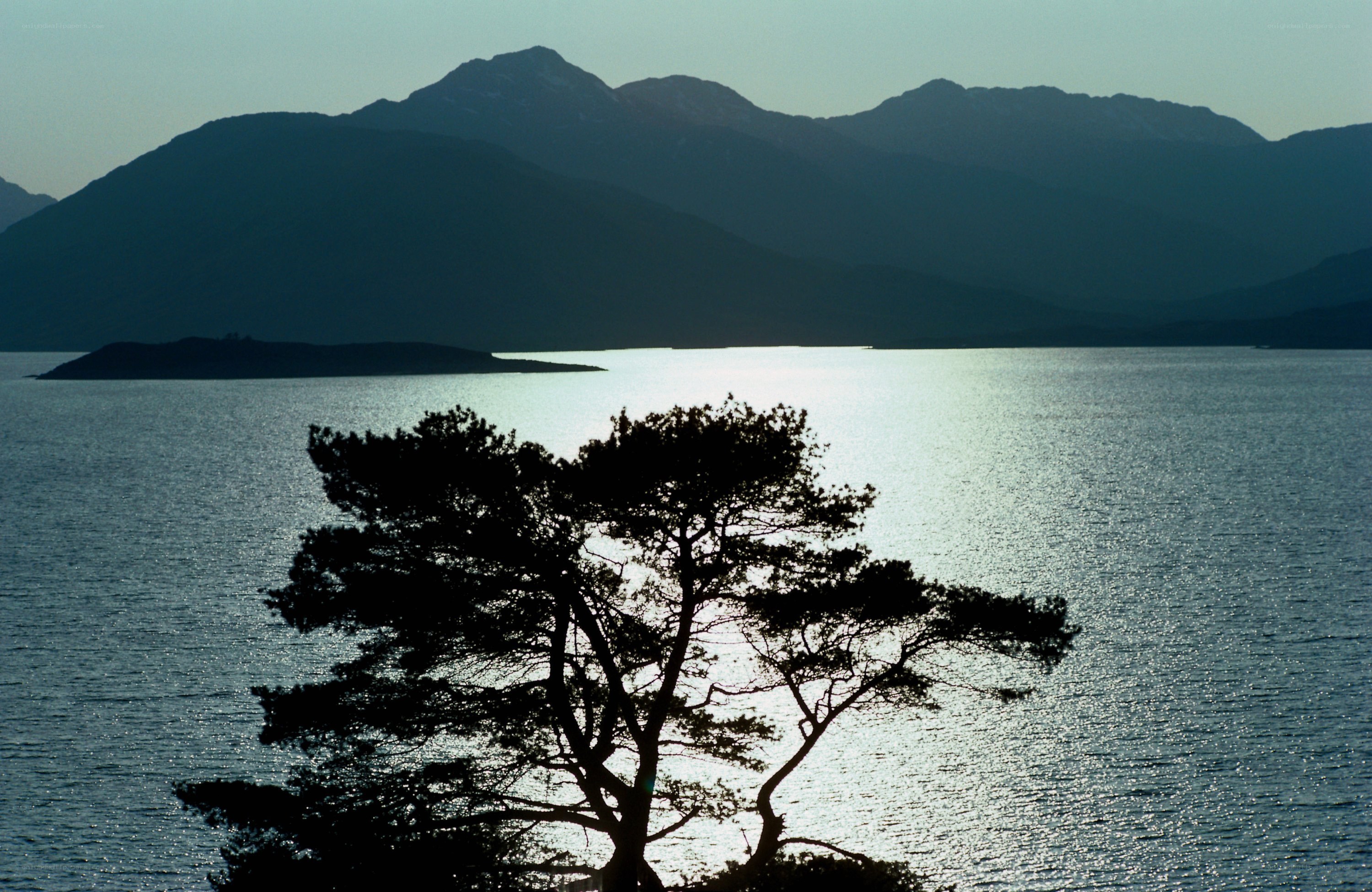 Silhouette tree by the lake