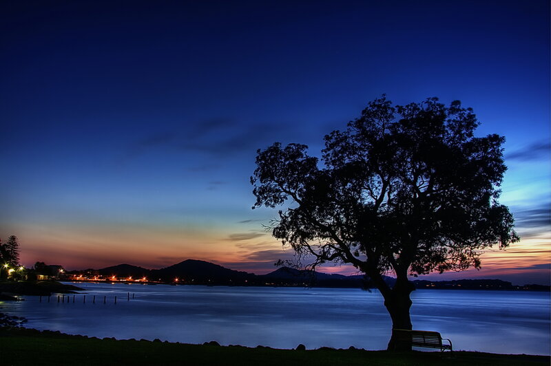 Silhouette Tree by Water