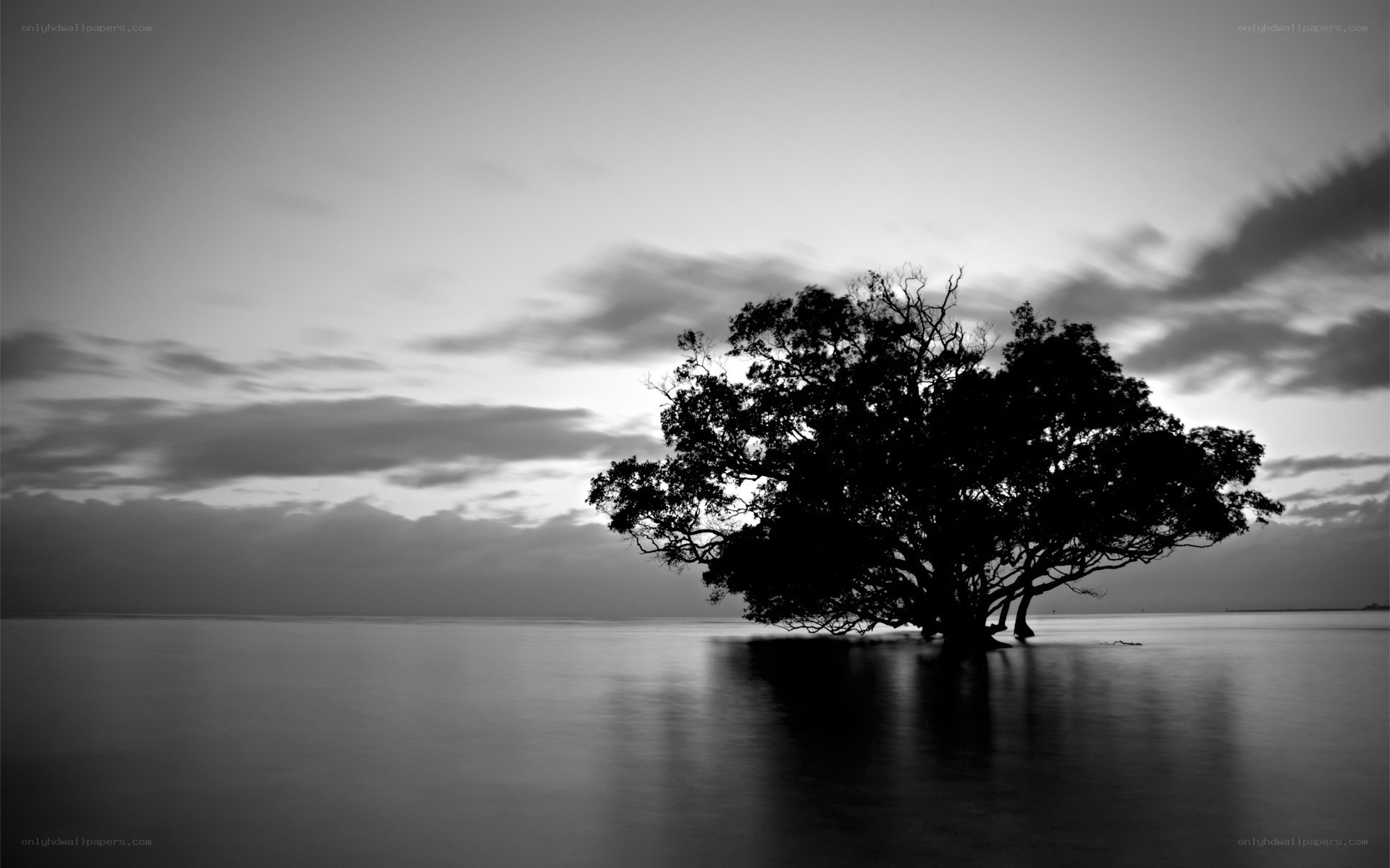 Silhouette tree in calm water