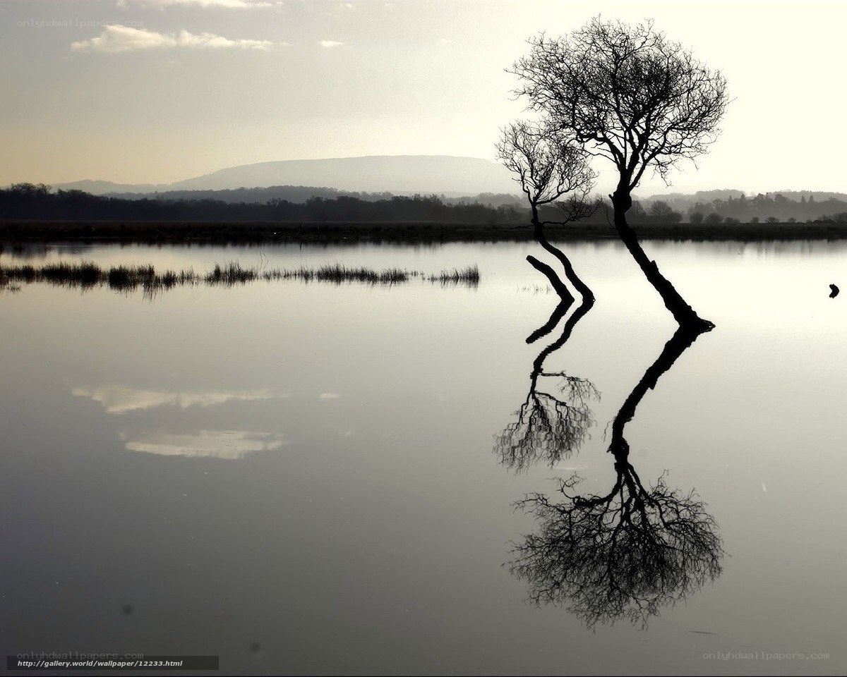 Silhouette tree in calm water