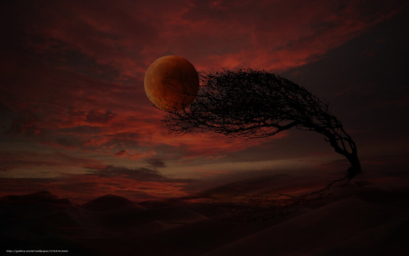 Silhouette Tree in Desert