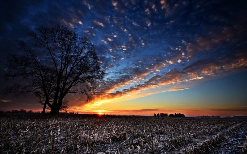 Silhouette Tree in Field — Blue, Dramatic