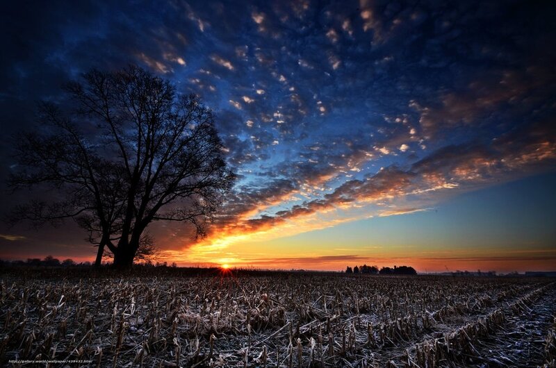 Silhouette Tree in Field — Blue