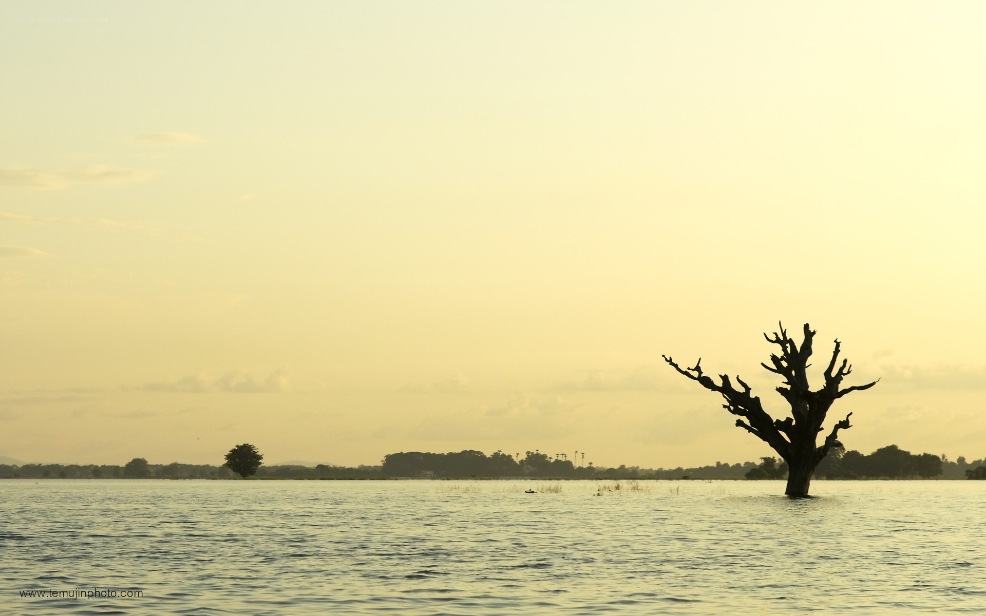 Silhouette tree in flooded landscape