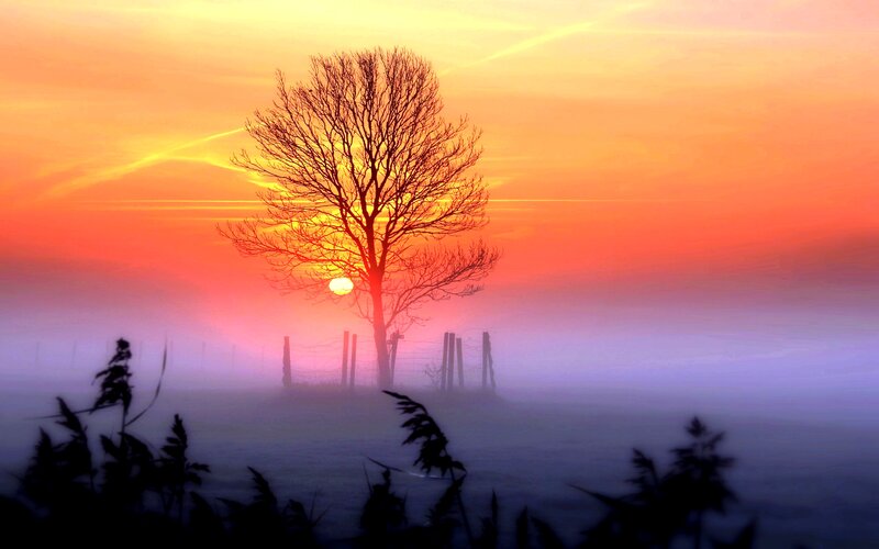 Silhouette Tree in Fog
