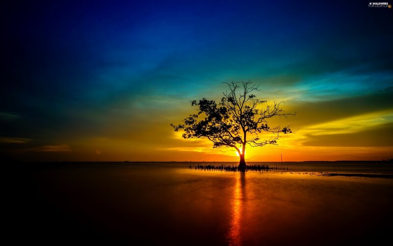 Silhouette Tree in Water — Blue, Dramatic