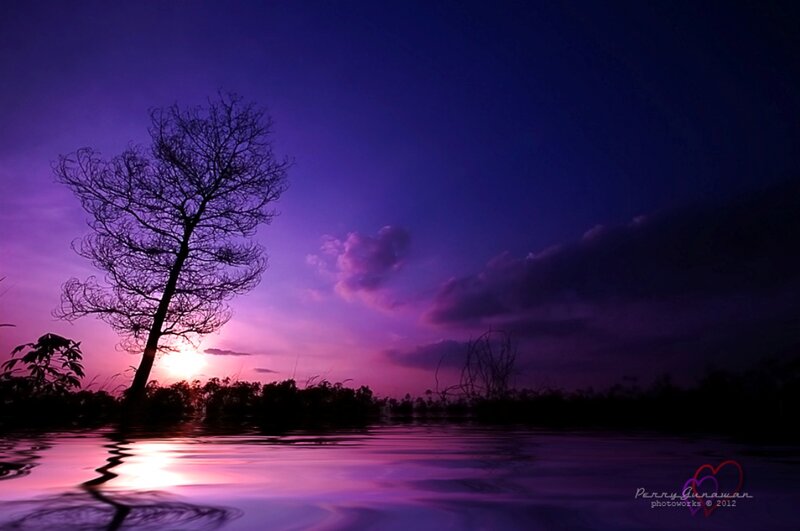 Silhouette Tree in Water
