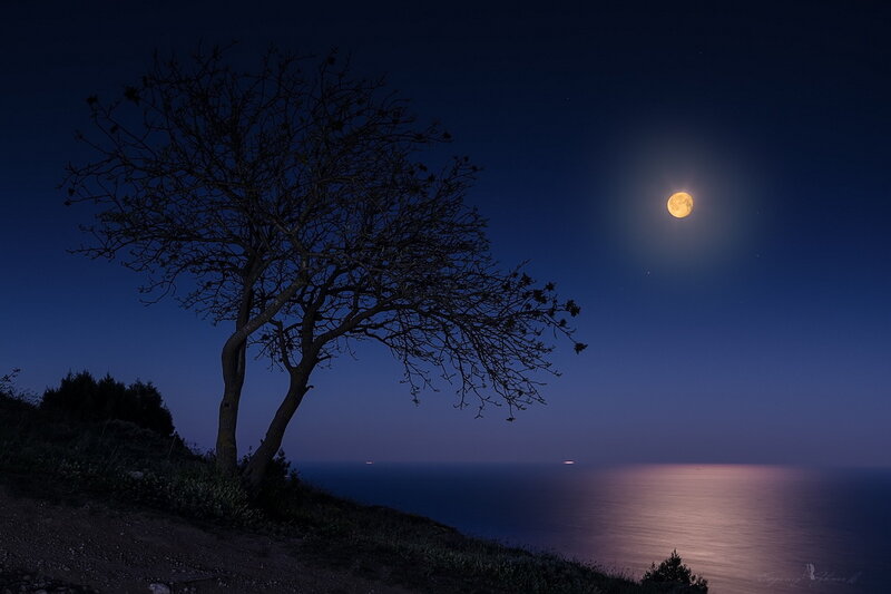 Silhouette Tree on Cliff — Blue