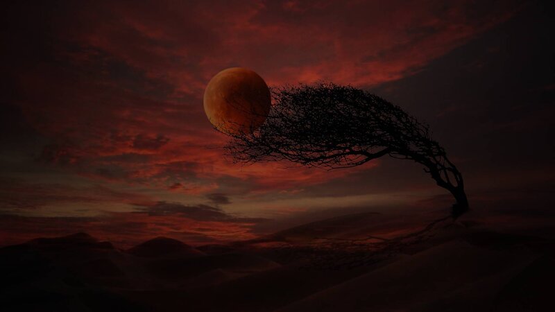Silhouette Tree on Dunes