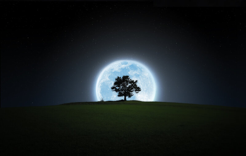 Silhouette Tree on Hill — Green