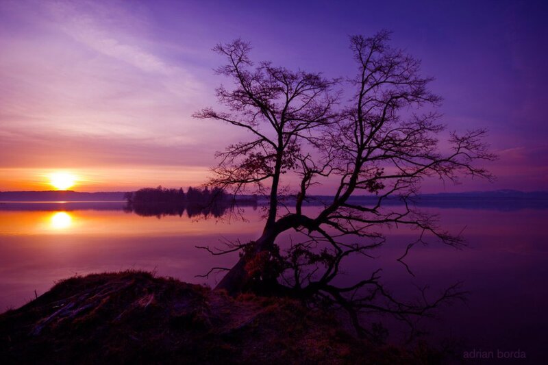 Silhouette Tree on Hill — Purple