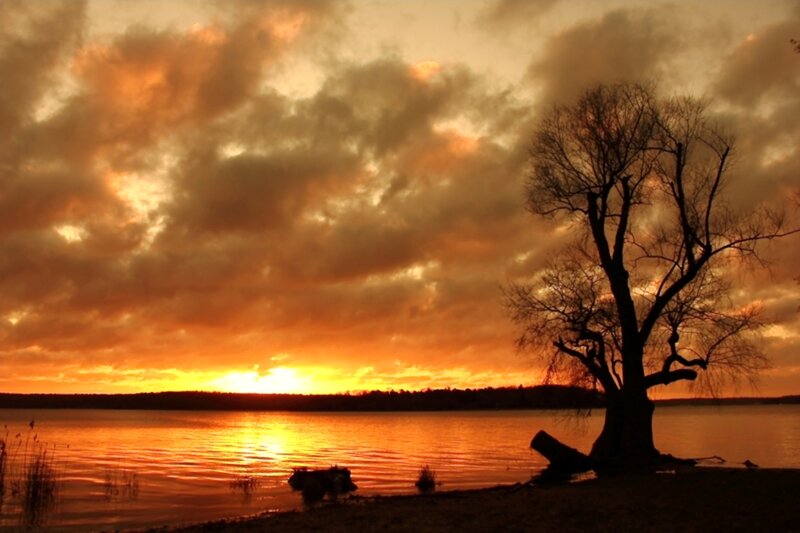 Silhouette Tree on Lake Shore