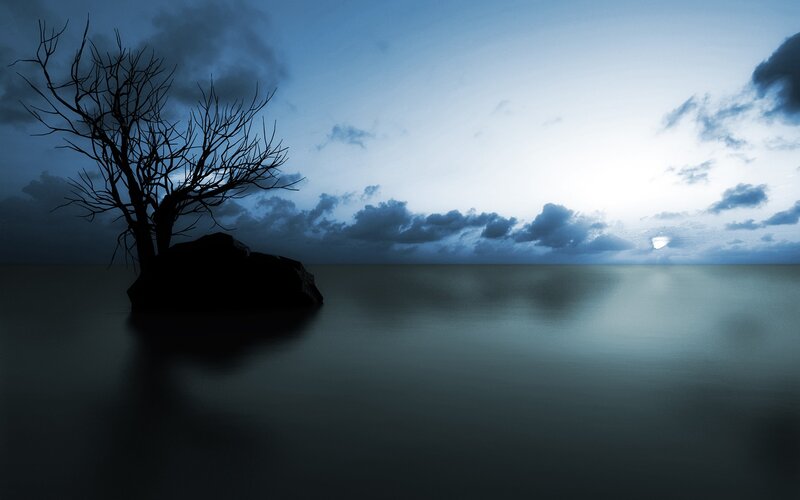 Silhouette tree on rock at dusk